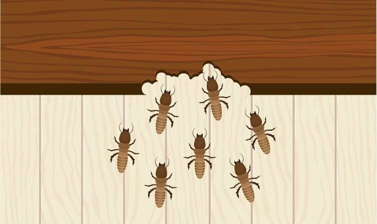 risks due to termites at home-b1d61c38