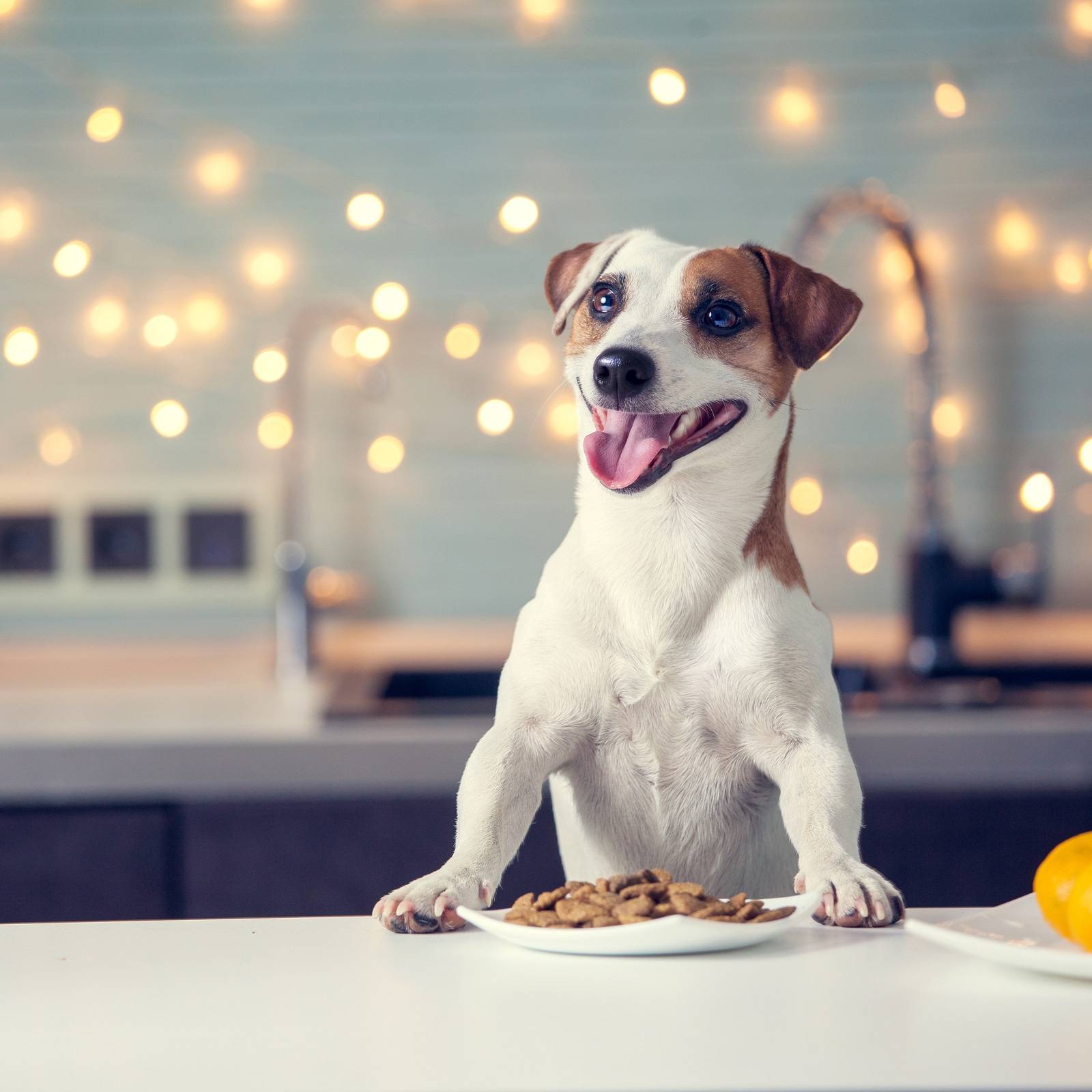 bigstock-Dog-eating-food-at-home-Happy-266988772-3805c5fa